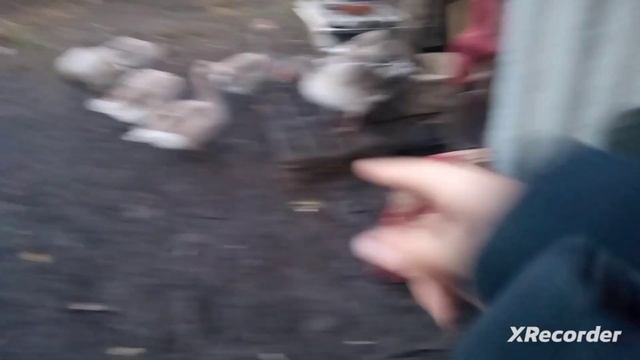 КОРМЛЮ ГУСЕЙ ЗЕРНОМ!!!!!!! смотреть онлайн