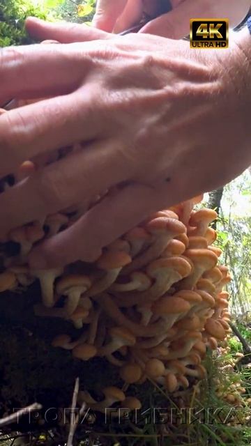 🍄Огромный пень с опятами🍄 Полная корзина опят за один присест🍄 Попали на слой опят🍄 Тропа Грибника🍄 смотреть онлайн