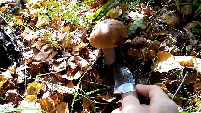 Природа. По грибы