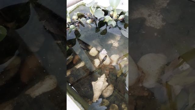 Paradise fish Viet Nam смотреть онлайн