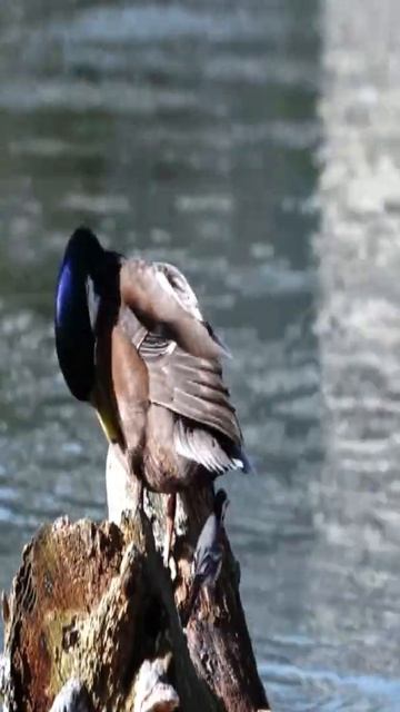 Ducks amazing facts #shorts #trending #duck #animals #amazing смотреть онлайн