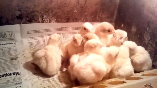 пополнение индюшата смотреть онлайн