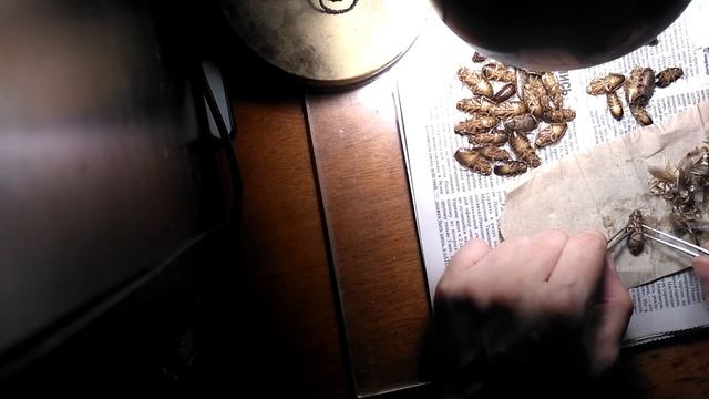 Разделываю тараканов смотреть онлайн