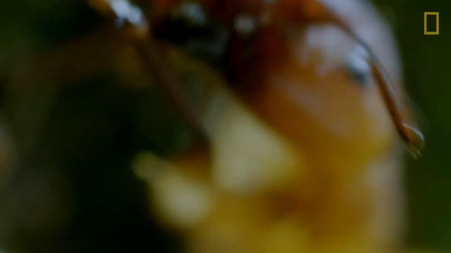 Ophiocordyceps Unilateralis