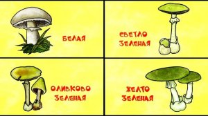 Развивашки. Профессор Почемушкин 22 серия. Почему грибы бывают ядовитыми