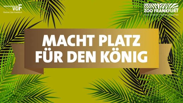 "Macht Platz für den König" – Spendenkampagne für den Zoo Frankfurt смотреть онлайн