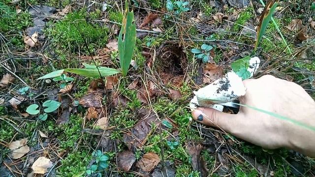 Всё пошло не по плану