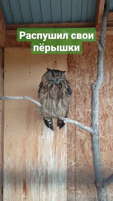 Распушил свои пёрышки #ФилиппФилиппыч #owl #nature #animals #i #o #филин #сова #природа #животные # смотреть онлайн