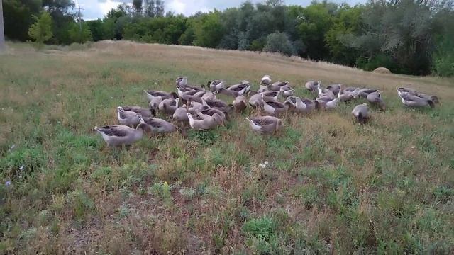 #67 ВЫГУЛ ГУСЕЙ В ПОЛЕ #гусинаяферма смотреть онлайн