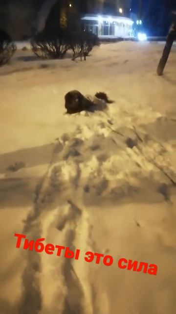 тибетский мастиф Шейла смотреть онлайн