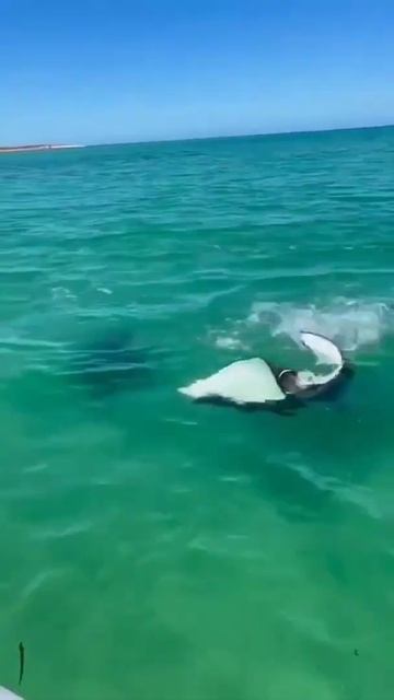 دو سفره ماهی در حال جفتگیری 🐟🐟 смотреть онлайн