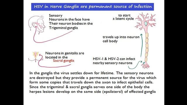 Inflammatory Lesions Of The Oral Cavity By Dr Pervez
