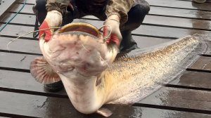 Ловля сома с  квоком. Часть 2  Лекции Юрия Философа.