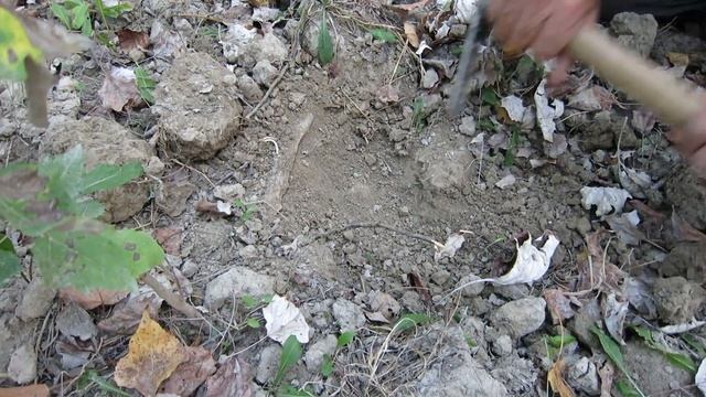 Black Truffle Hunting Near Monchiero, Italy