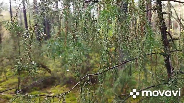 Поищем грибы?! #жизньвбеловежскойпуще#беловежскаяпуща#грибывбеловежскойпуще#самыйдревнийлесевропы