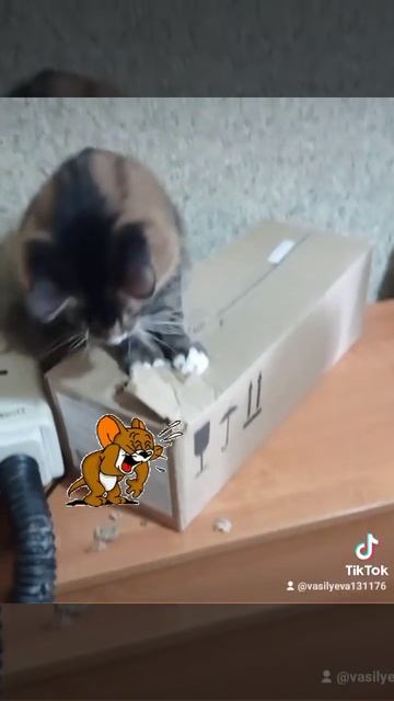 Смешные котики 🐱. Помощь бездомным животным. Минск #кот смотреть онлайн