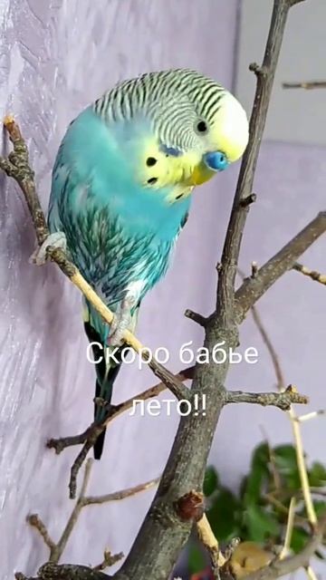 остановка Осень🍂Здравствуйте госпожа Осень - будь яркой и тёплой🍃🍁 смотреть онлайн