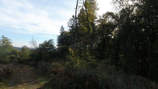 КАК МЫ СОБИРАЛИ ГРИБЫ / НАШЛИ ЗАБРОШЕННУЮ ИЗБУ # 1