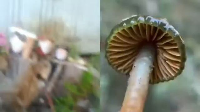 грибы везде #shorts