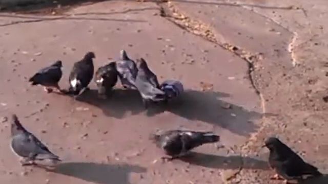 Видео БлиNКом В Николаеве голуби сражаются за колбасу смотреть онлайн