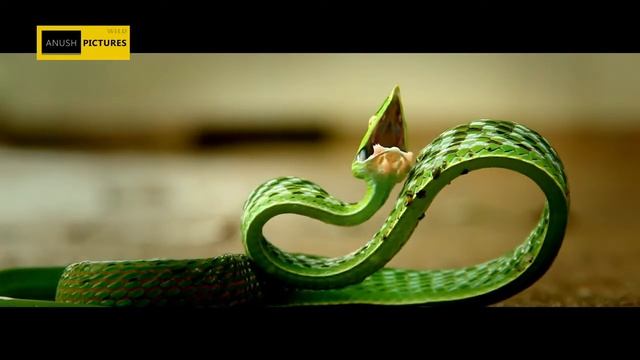 GREEN VINE SNAKE (Oxybelis Fulgidus) смотреть онлайн