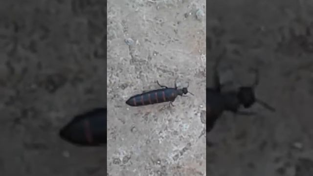 سبحان الله حشرة غريبة و عجيبة جدا une bizare insecte смотреть онлайн