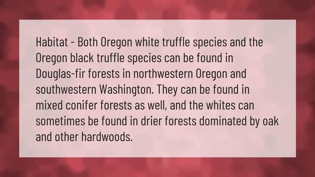 Do Truffles Grow In The Pacific Northwest?