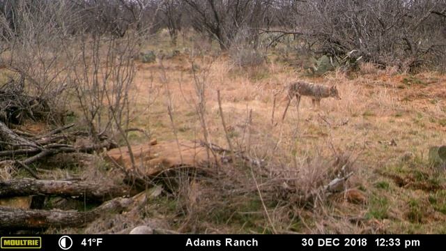 Predators in the WILD смотреть онлайн