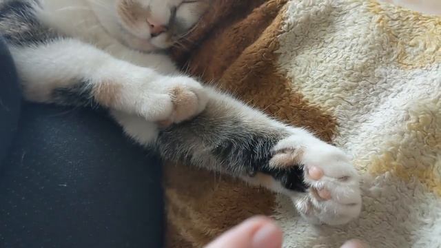 Впечатления от переезда в Германию. Хроники переселенца смотреть онлайн