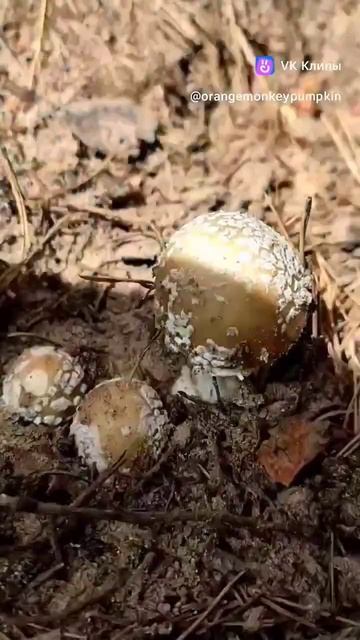 #пантерный #мухомор #гриб #мухоморныймикродозинг #пантерныймухомор