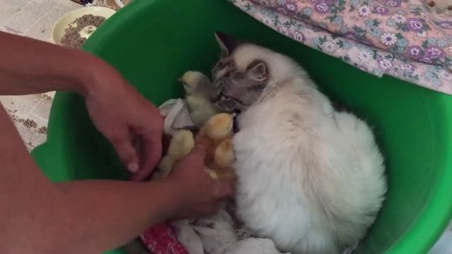 Кошка-наседка смотреть онлайн