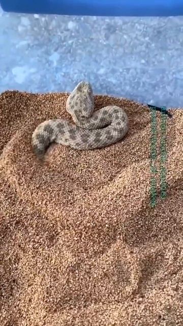 OMG So Cute and❤️❤️ Beautiful Snake. Aww animals so cute #shorts👉SUBSCRIBE PLEASE👈 смотреть онлайн