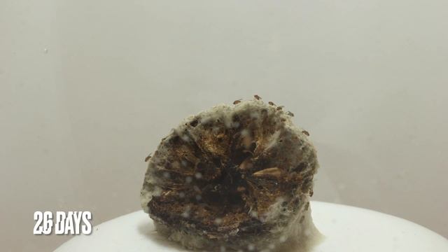 Rotting Lemon Time Lapse - 28 Days - Mold and Flies смотреть онлайн