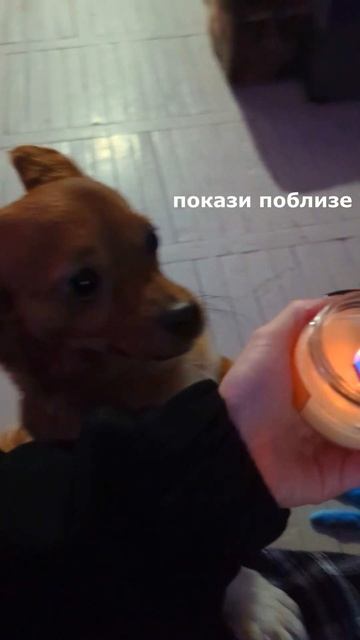 Не понравилась свечка #собака #животные #юмор #shorts смотреть онлайн