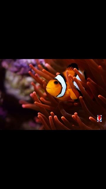 Curiosidades sobre El Pez Payaso смотреть онлайн