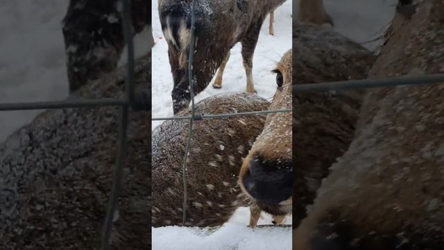 ОЛЕНЬЯ ФЕРМА, КОРМИМ МОРКОВЬЮ,БЕЛОК ОРЕШКАМИ #отдых #рек #кухняусёмушки #олени смотреть онлайн