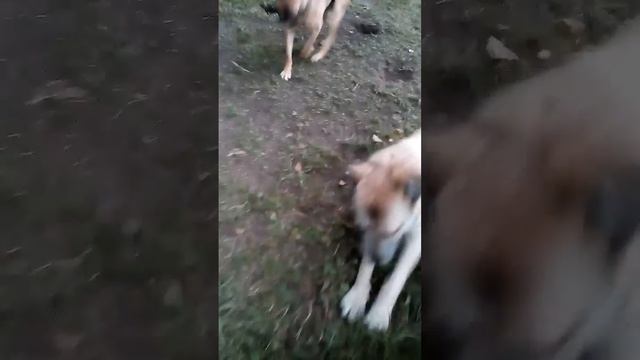 Приёмный щенок смотреть онлайн