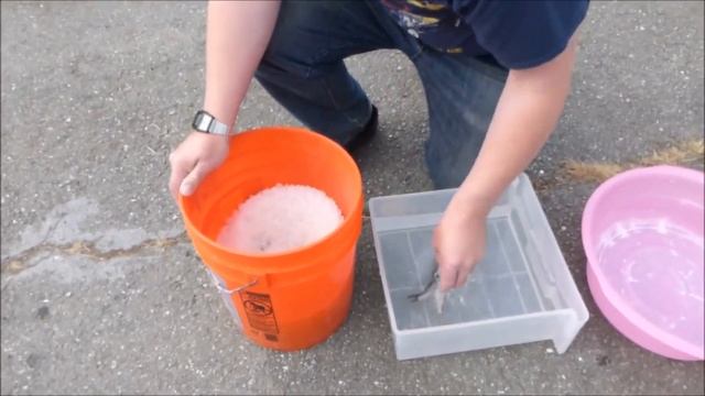 Вялим (Сушим) Корюшку! Рекомендуем! Простой и Вкусный Рецепт Посола Рыбы. Аляска