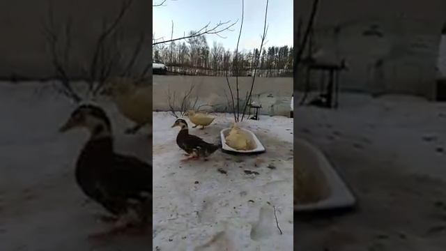 Купание уток зимой. Смотреть всем смотреть онлайн