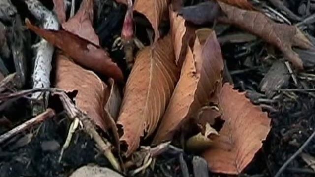 Yellowjacket wasps vs. cold November morning смотреть онлайн