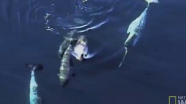 Narwhal: The Story of an Arctic Whale смотреть онлайн