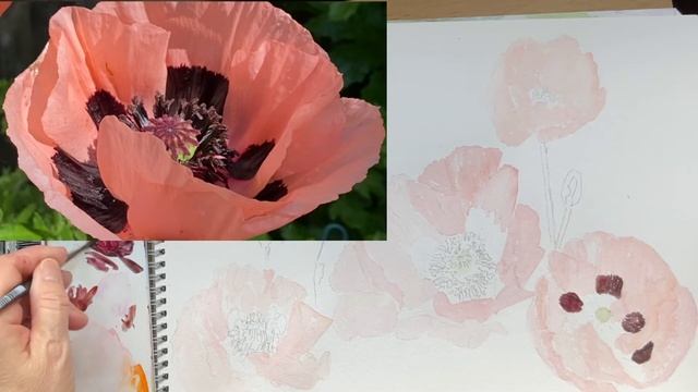 Painting Poppies смотреть онлайн