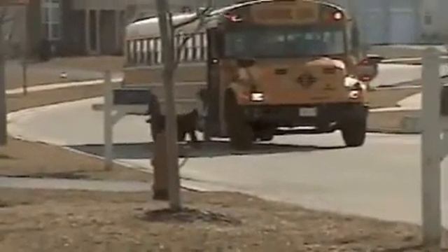 собака помощник смотреть онлайн