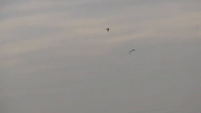 Short Eared Owl fights Kestrel 5Jan15 Burwell Fen Cambridgeshire 232p смотреть онлайн