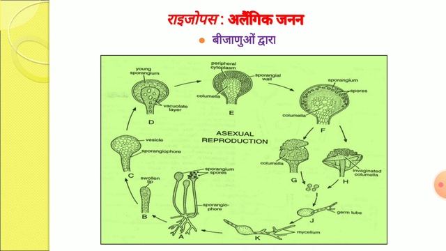 B.Sc. Part-I (Botany Paper-II) Rhizopus : General Character & Life Cycle