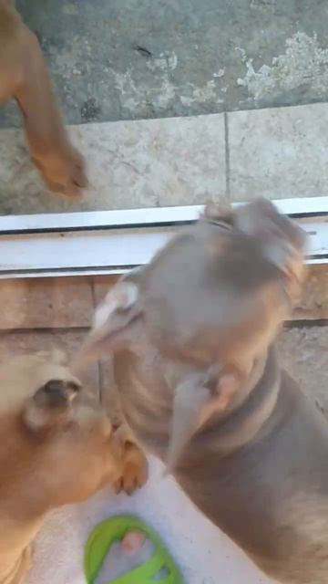 Малыши французики🤩🤩🤩🤩🤩#французкийбульдог #puppy #frenchbulldog #bulldog смотреть онлайн