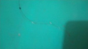 Донка на щуку