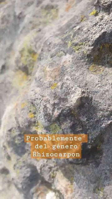 #liquenes #Rhizocarpon #hongos #algas #cianobacterias #sierradelascruces #mexico #ahjaima смотреть онлайн
