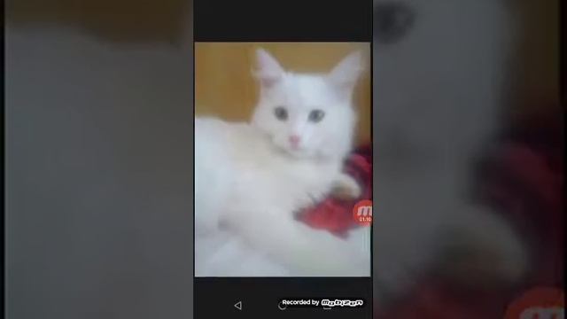 Сима(1) смотреть онлайн