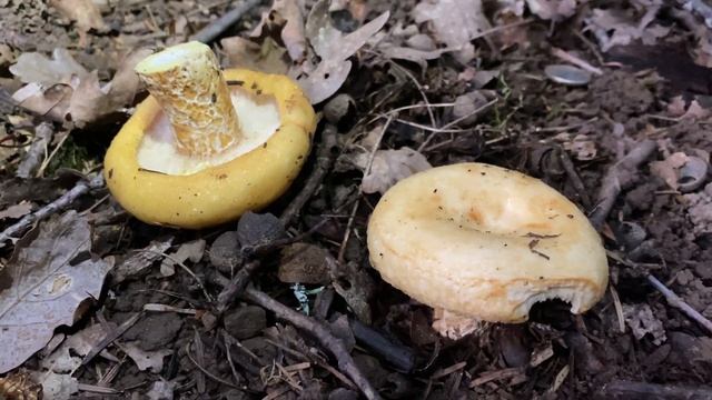 Lactarius Scrobiculatus, October 16, 2023